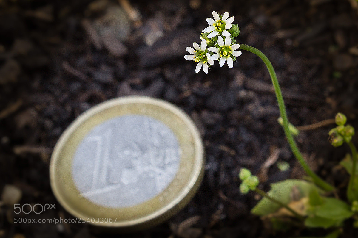 Canon EOS 600D (Rebel EOS T3i / EOS Kiss X5) sample photo. Hidden in the garden photography