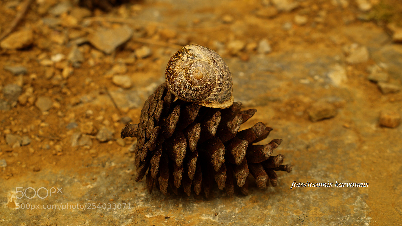 Olympus E-520 (EVOLT E-520) sample photo. Snail *** photography