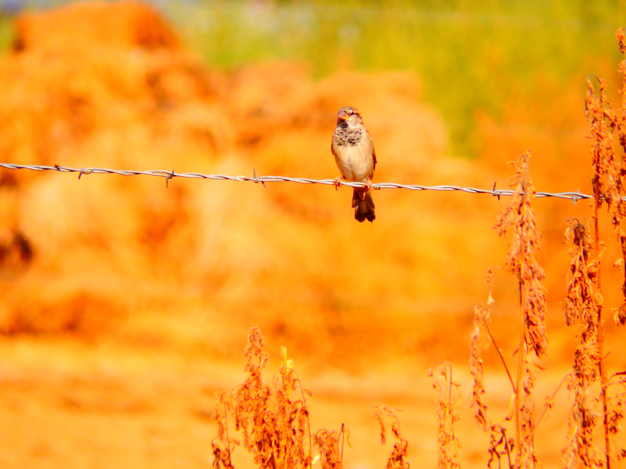 Fujifilm FinePix SL1000 sample photo. Barbed bird photography