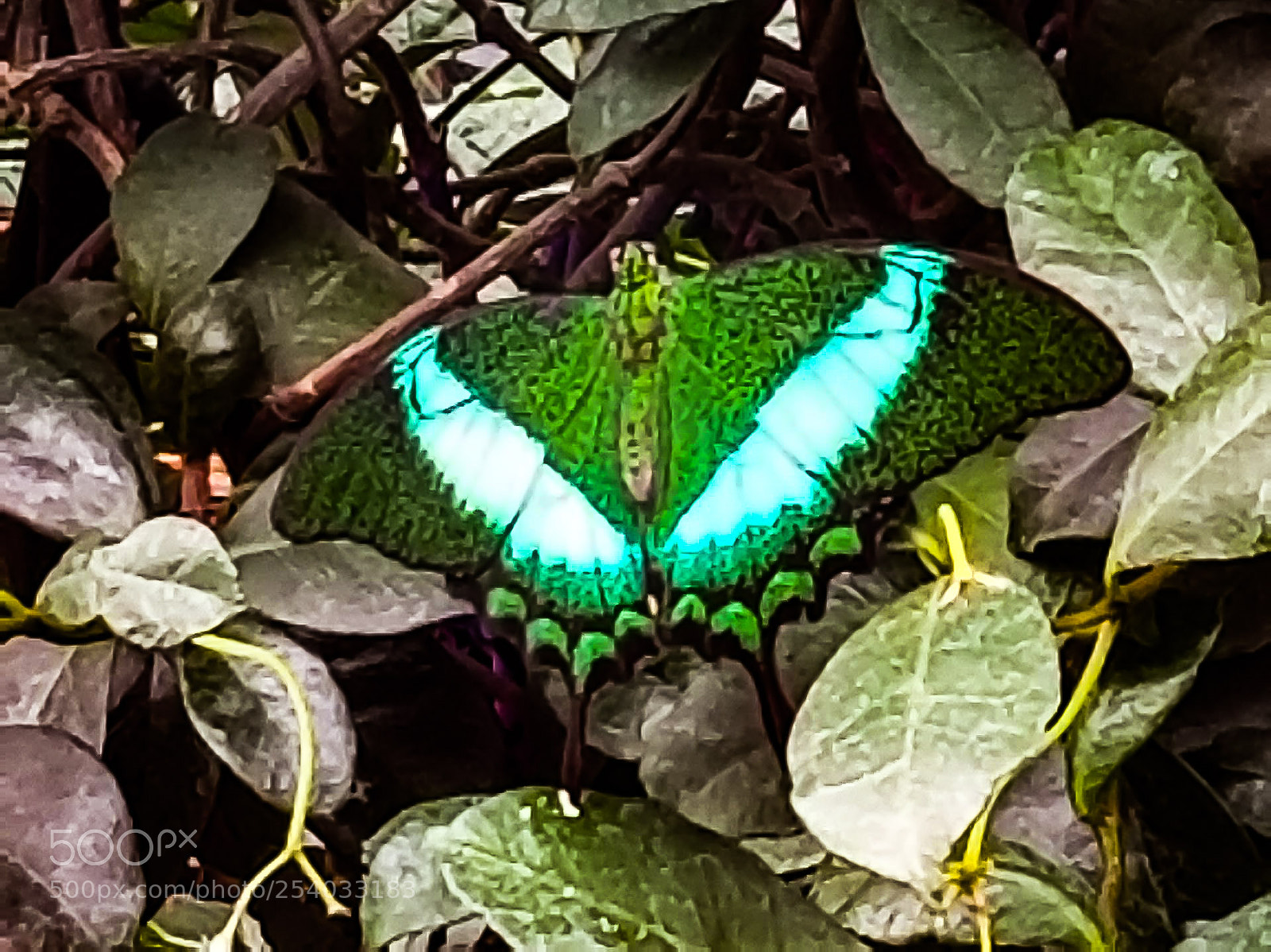 Samsung Galaxy S8 sample photo. Emerald swallowtail photography
