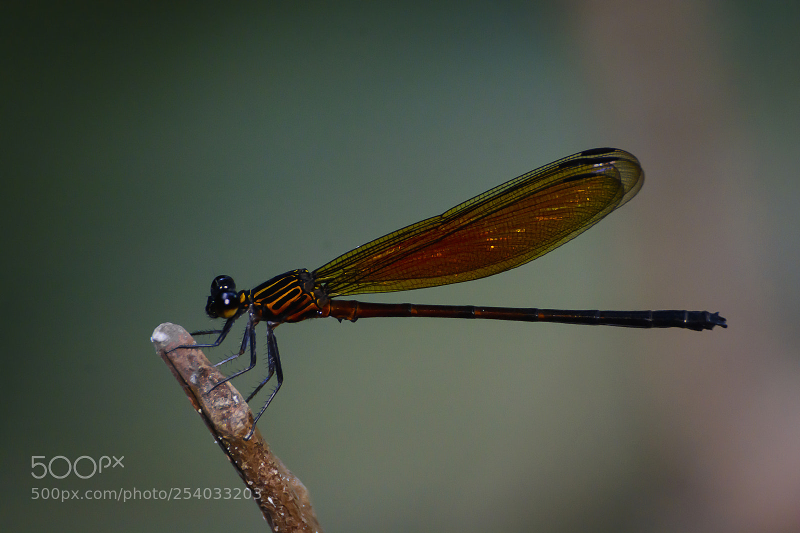 Nikon D7100 sample photo. Dragonfly photography