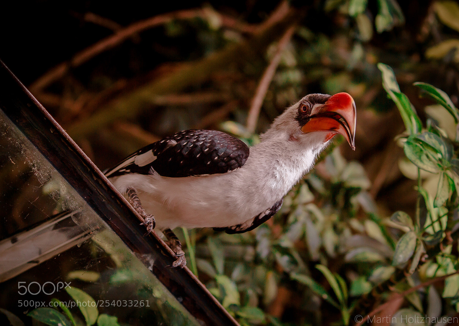 Canon EOS 650D (EOS Rebel T4i / EOS Kiss X6i) sample photo. Red billed hornbill photography