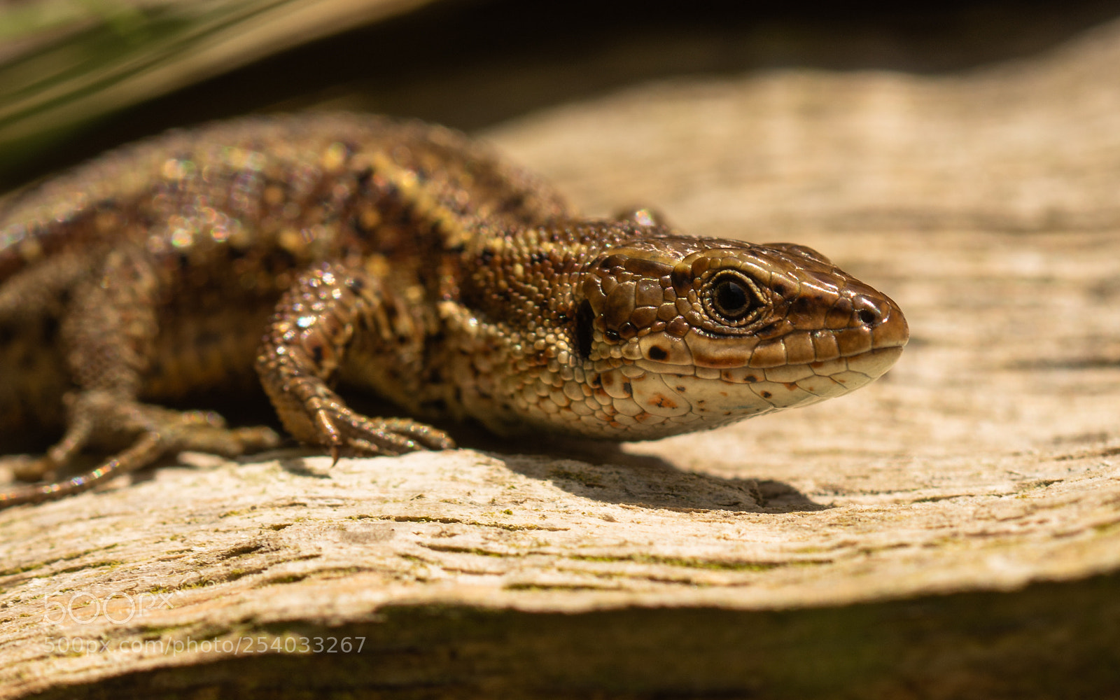 Nikon D7200 sample photo. Viviparous lizard photography