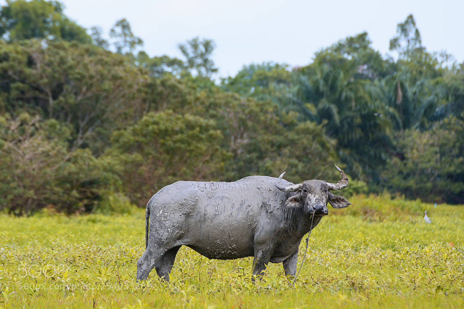 Nikon D7100 sample photo. Buffalo photography