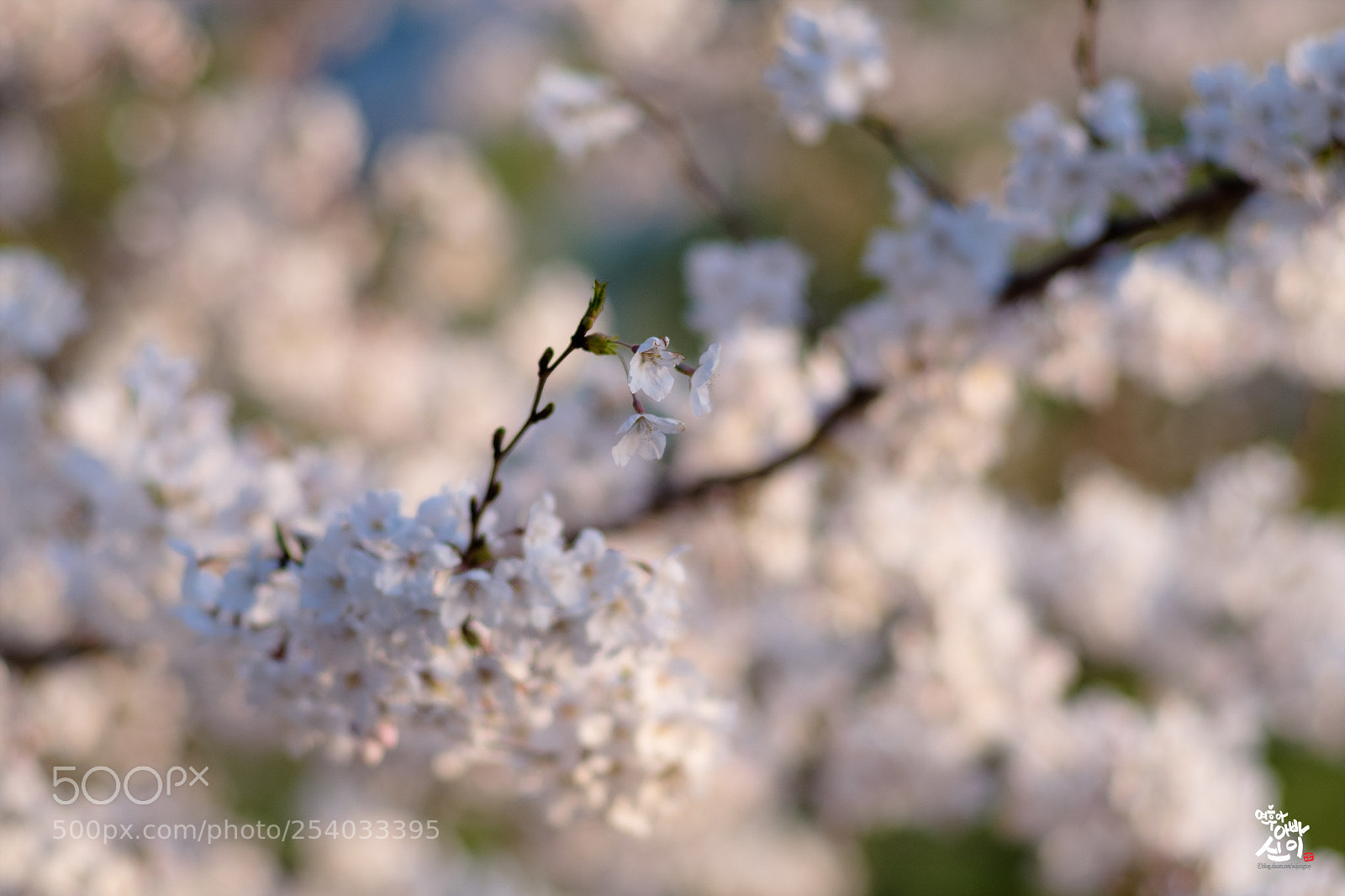 Fujifilm X-T2 sample photo. Cherry blossom photography