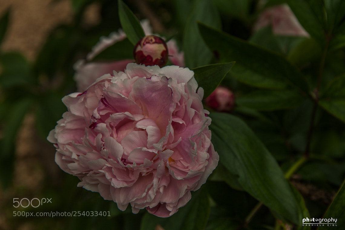 Canon EOS 500D (EOS Rebel T1i / EOS Kiss X3) sample photo. Pink photography