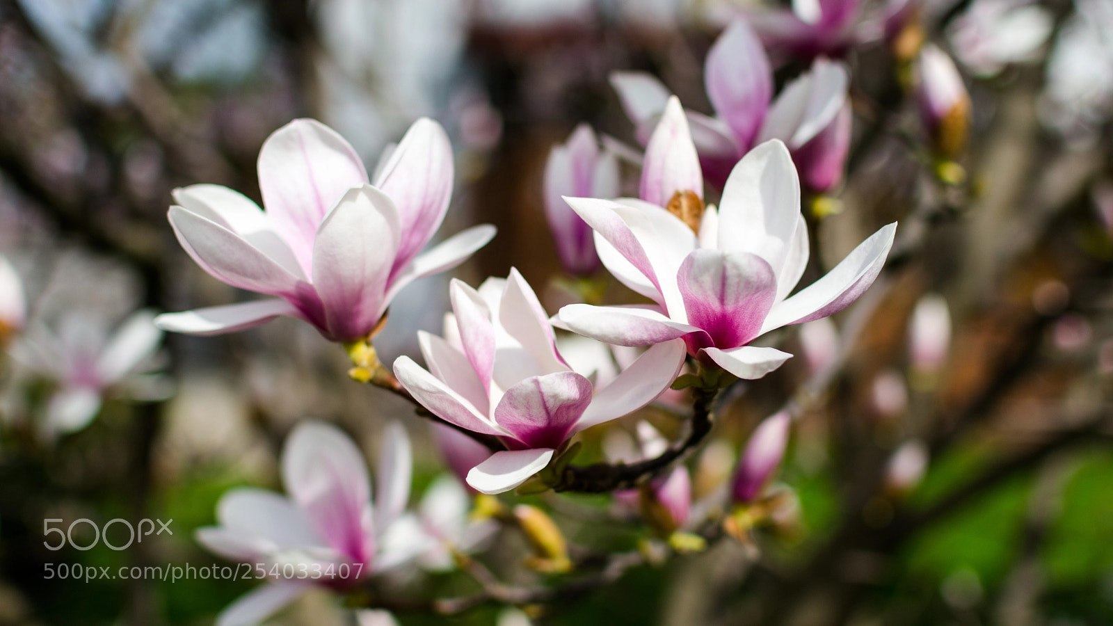 Nikon D7200 sample photo. Magnolia ii photography
