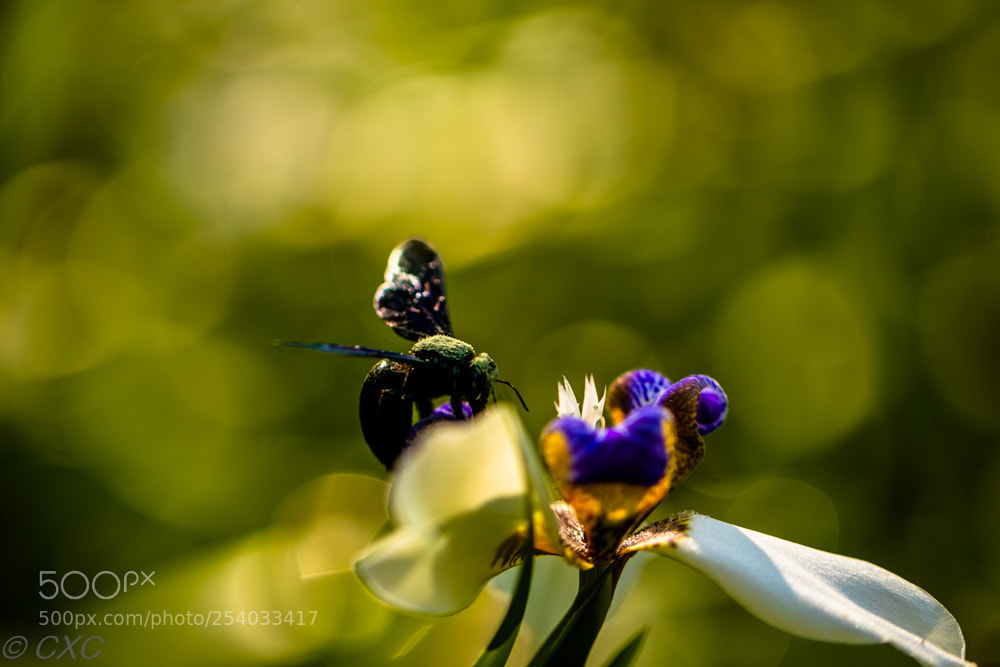 Canon EOS 5D Mark IV sample photo. Flower - 7 photography