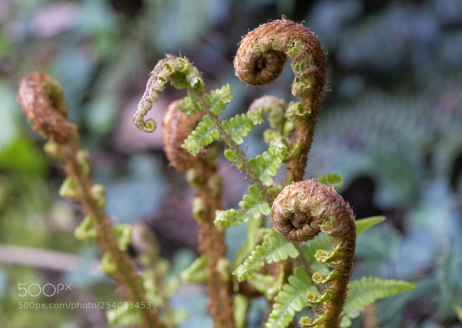 Nikon D850 sample photo. Magic garden photography