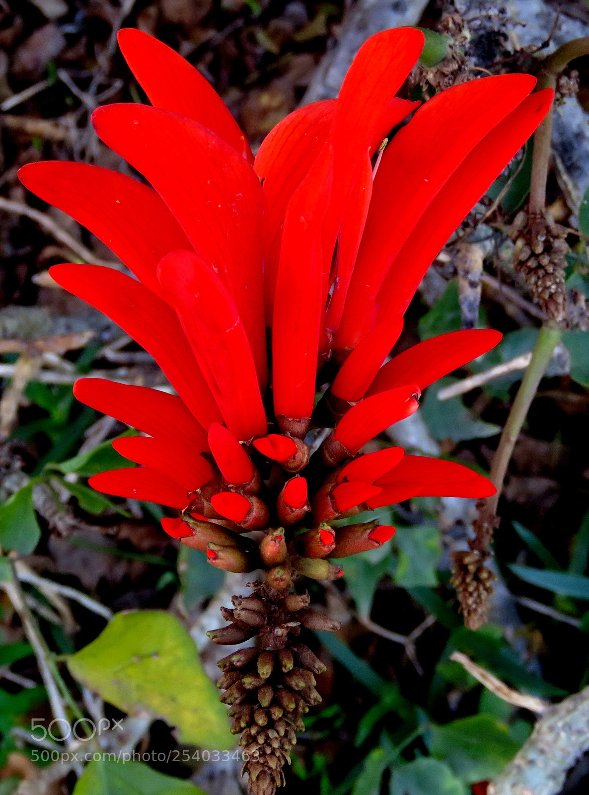 Canon PowerShot SX60 HS sample photo. Red pinecomb flower photography