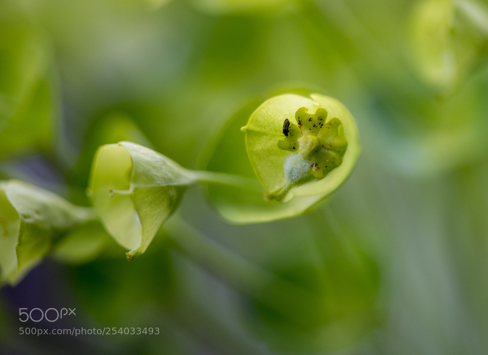 Nikon D850 sample photo. Insecte photography
