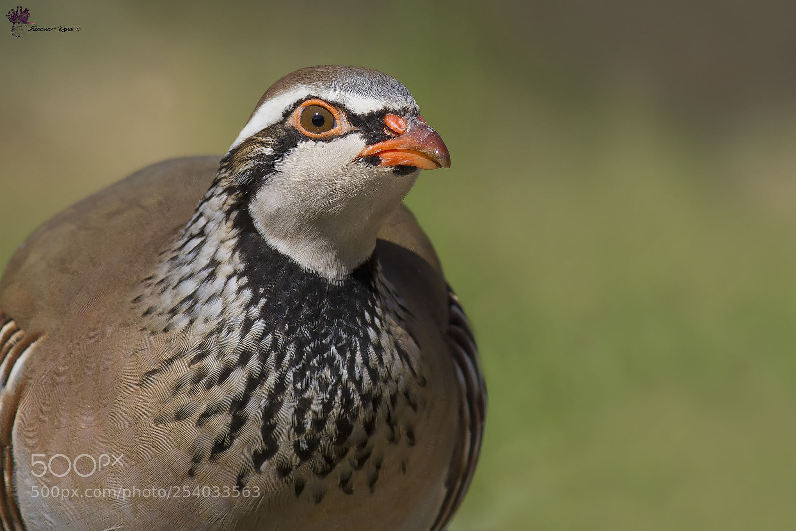 Canon EOS 7D sample photo. Red legged partridge, pernice photography
