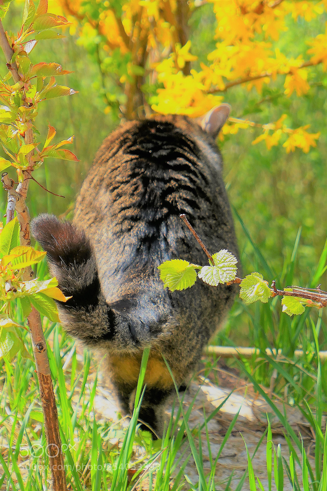 Panasonic Lumix DMC-LX10 (Lumix DMC-LX15) sample photo. A pretty back ... photography