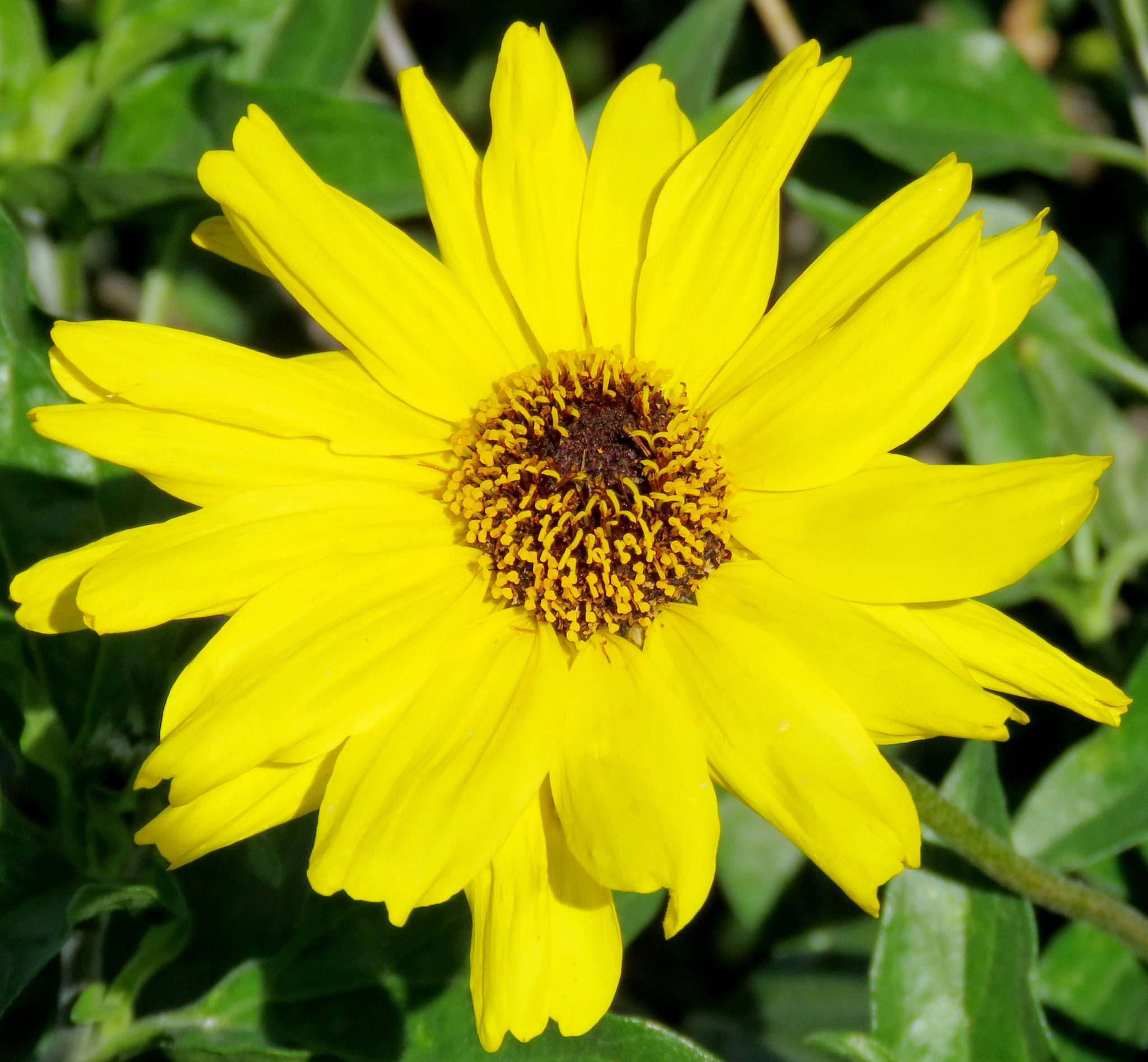 Canon PowerShot SX60 HS + 3.8 - 247.0 mm sample photo. Yellow daisy flower photography