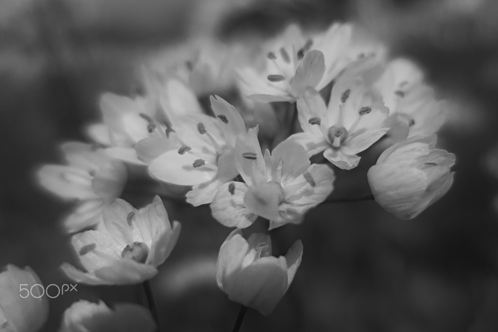 Canon PowerShot G9 X sample photo. Blak and white flowers photography