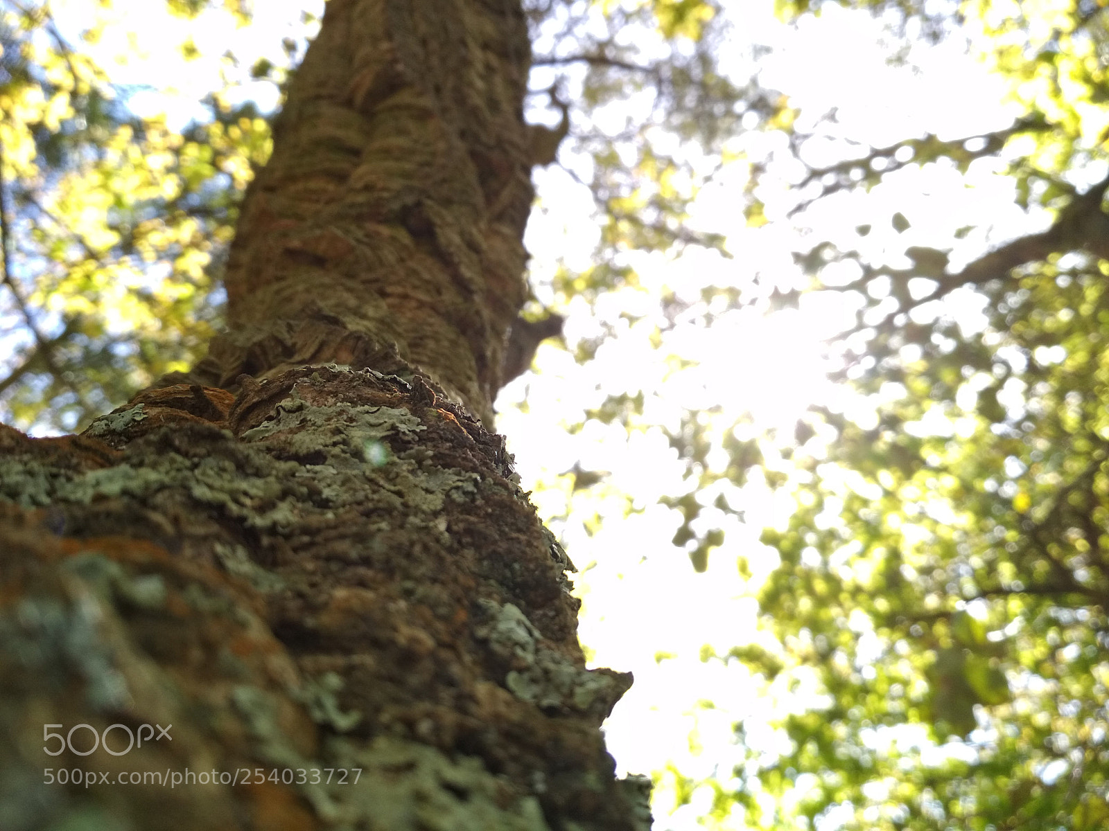 Xiaomi Redmi 4X sample photo. Untitled photography