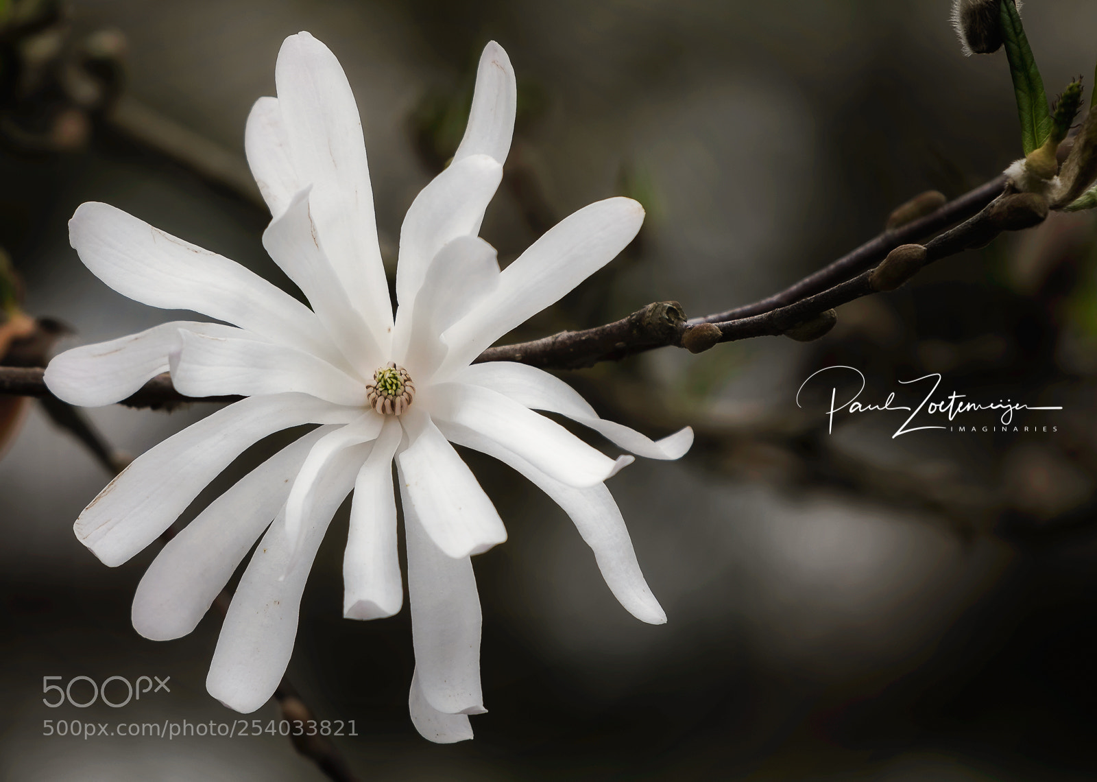 Nikon D810 sample photo. White magnolia photography