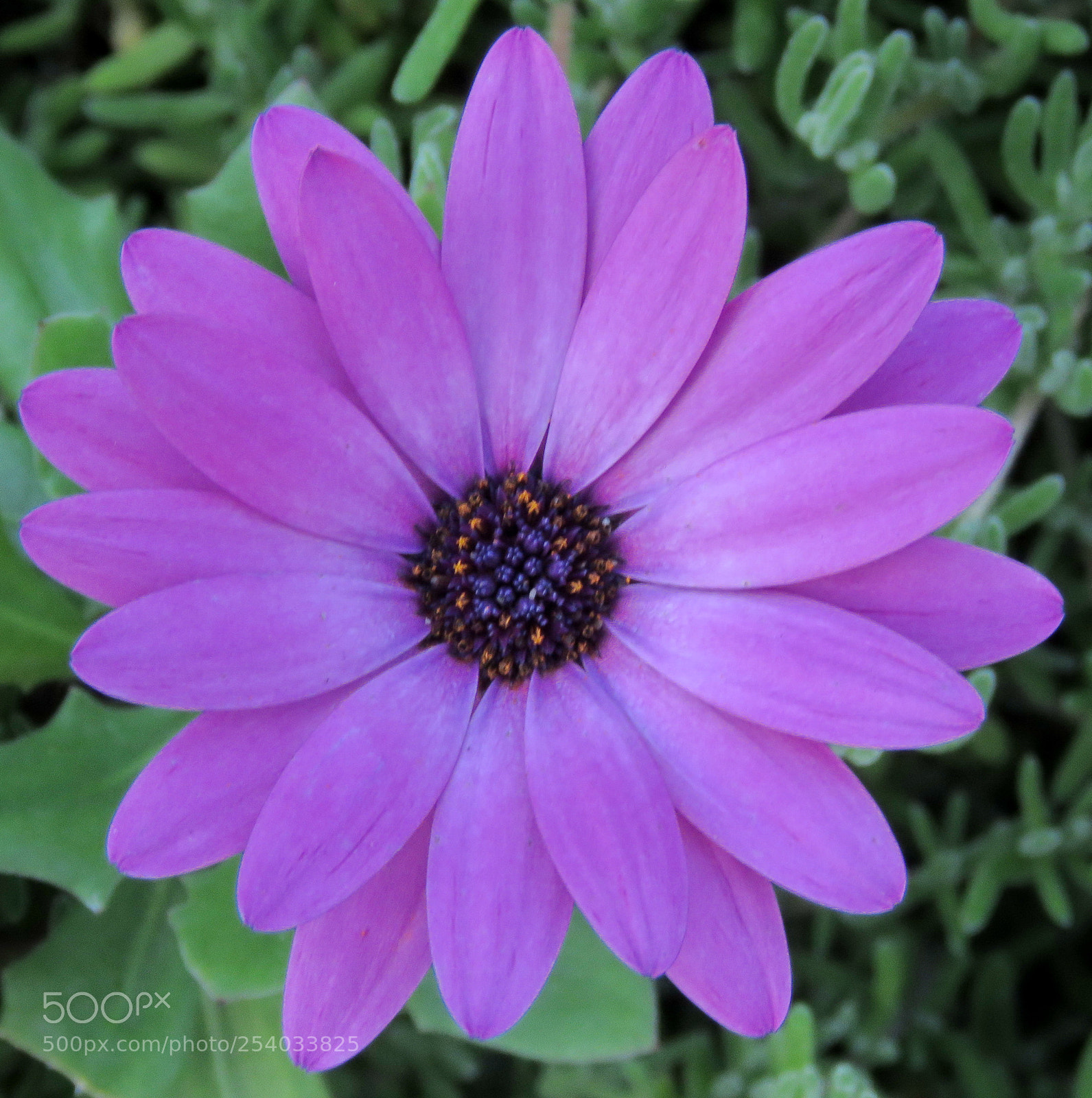Canon PowerShot SX60 HS sample photo. Purple daisy flower photography
