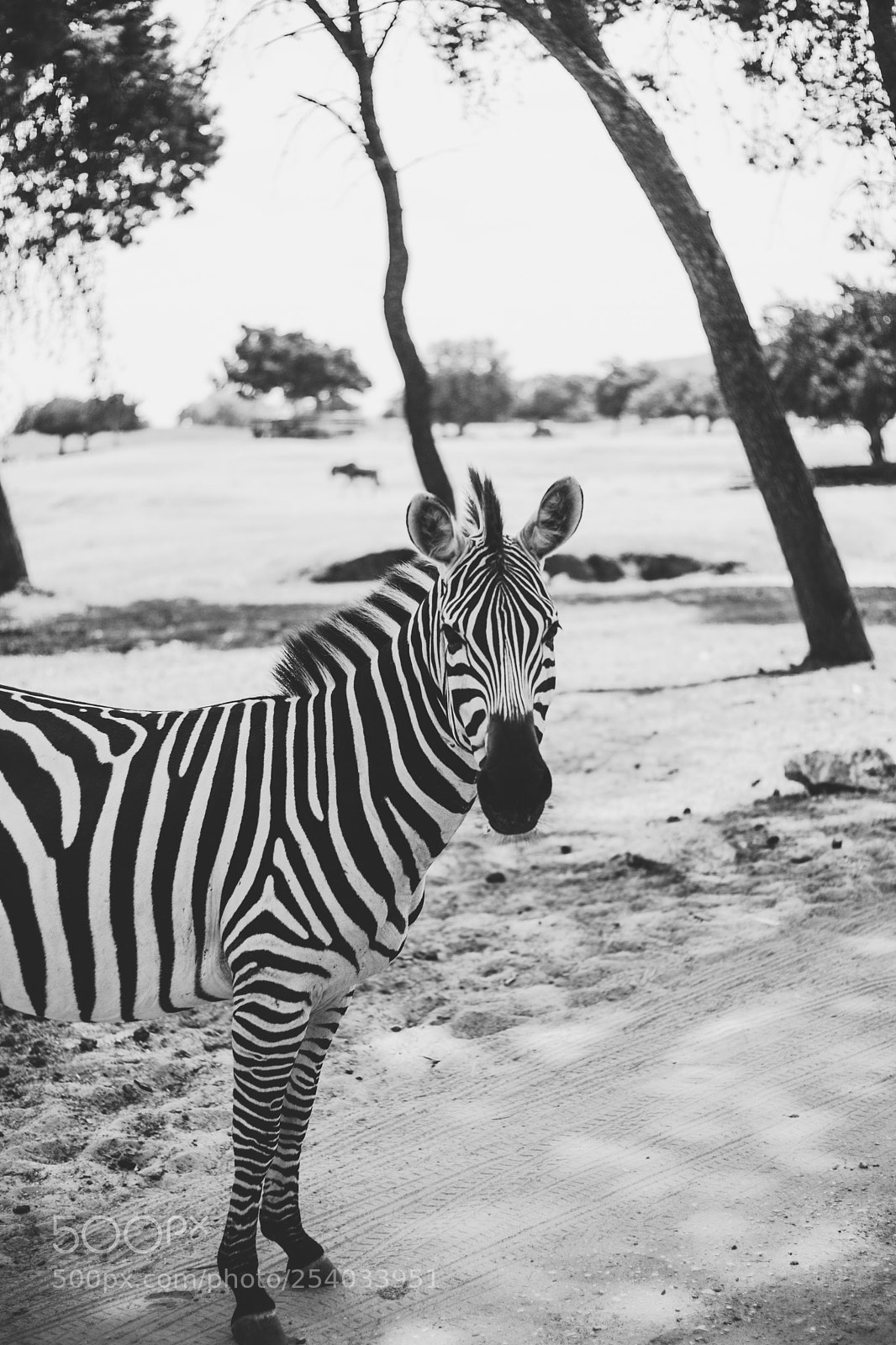 Canon EOS-1D Mark II sample photo. Zebra photography