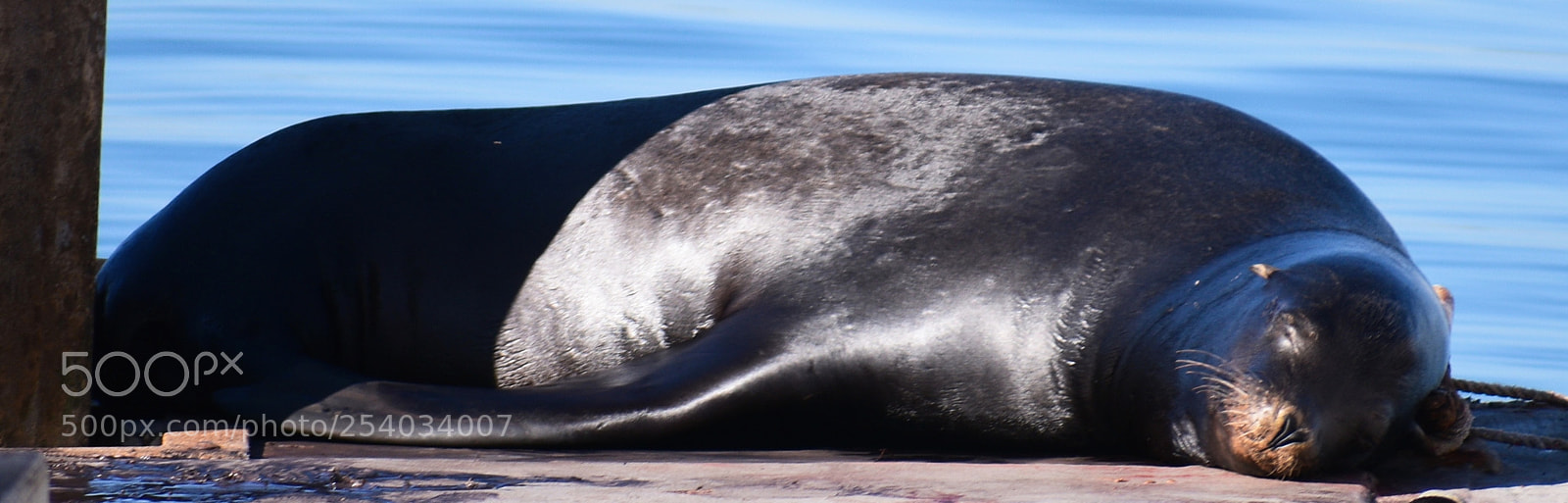 Nikon D7200 sample photo. Seal sunbathing on the photography