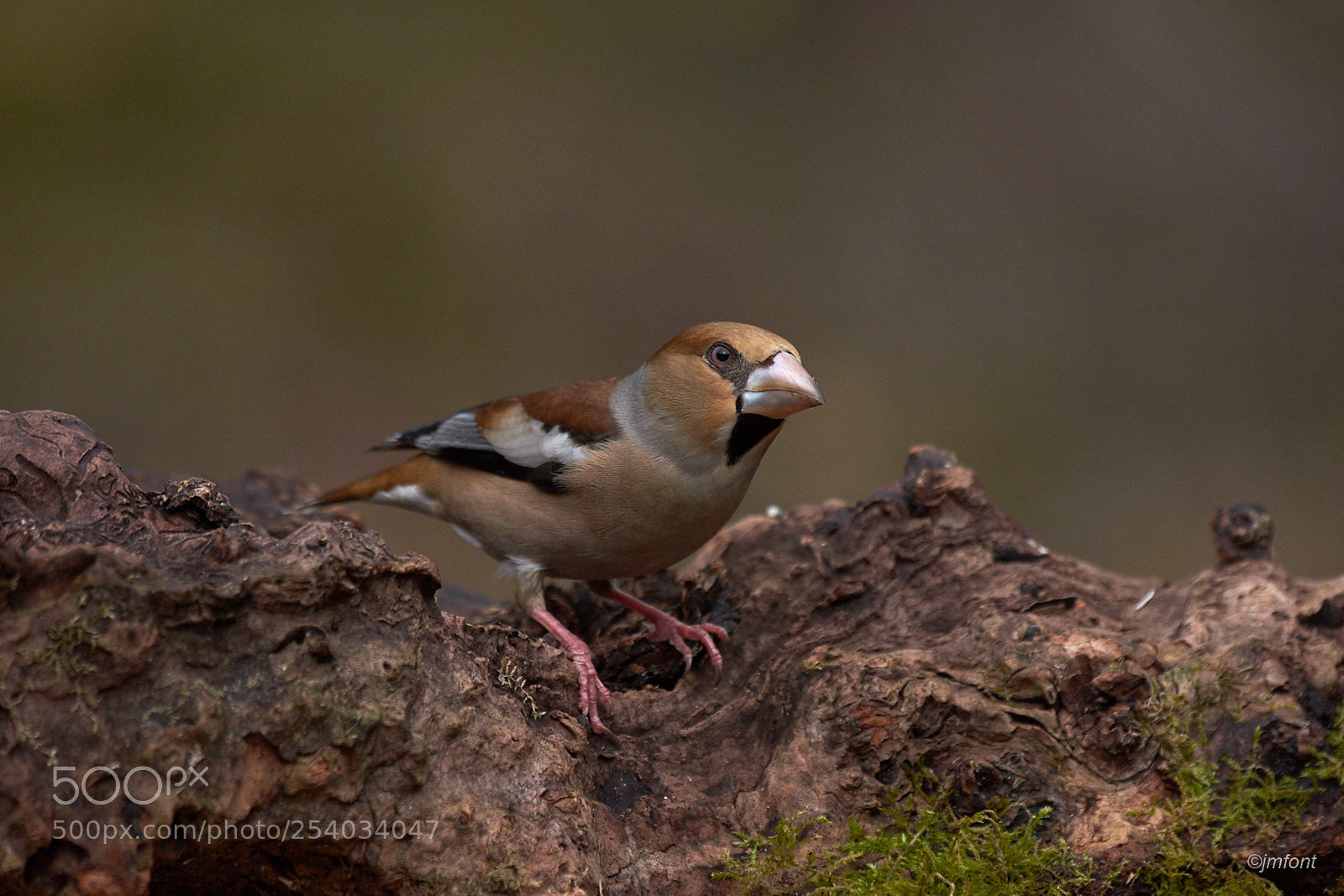 Nikon D7200 sample photo. Durbec. coccthraustes coccothraustes photography