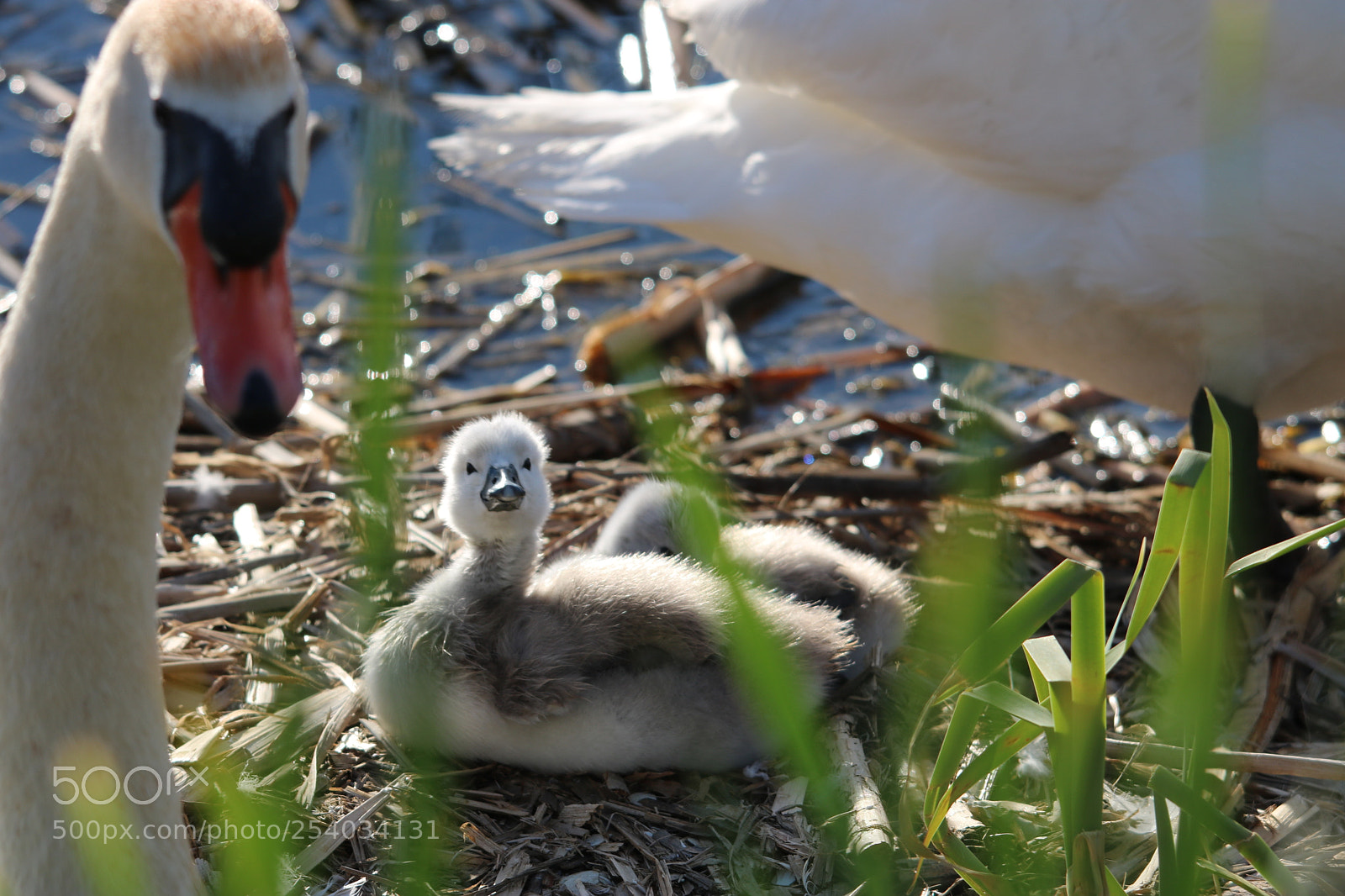 Canon EOS 750D (EOS Rebel T6i / EOS Kiss X8i) sample photo. It's twins photography
