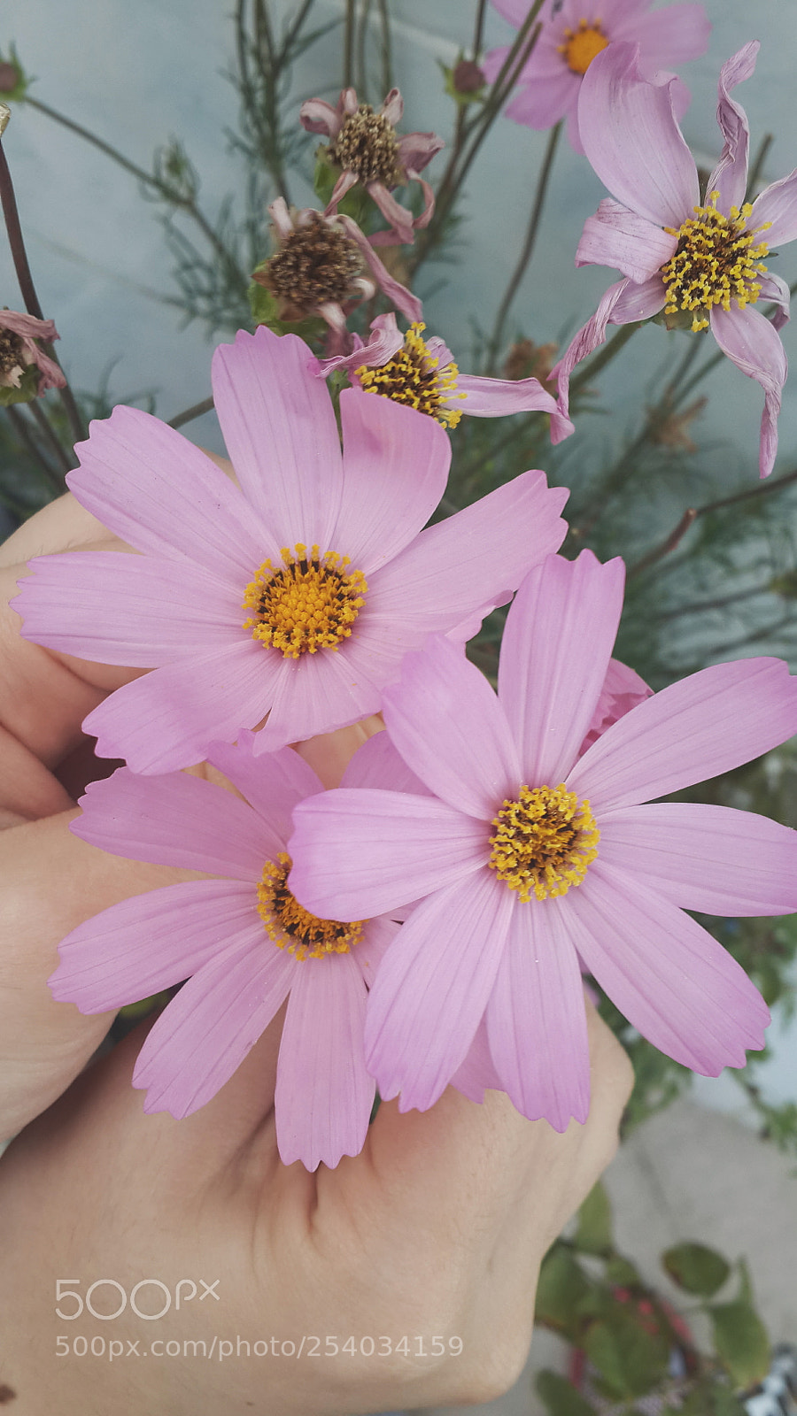 Samsung Galaxy S4 sample photo. Pinky pinky photography