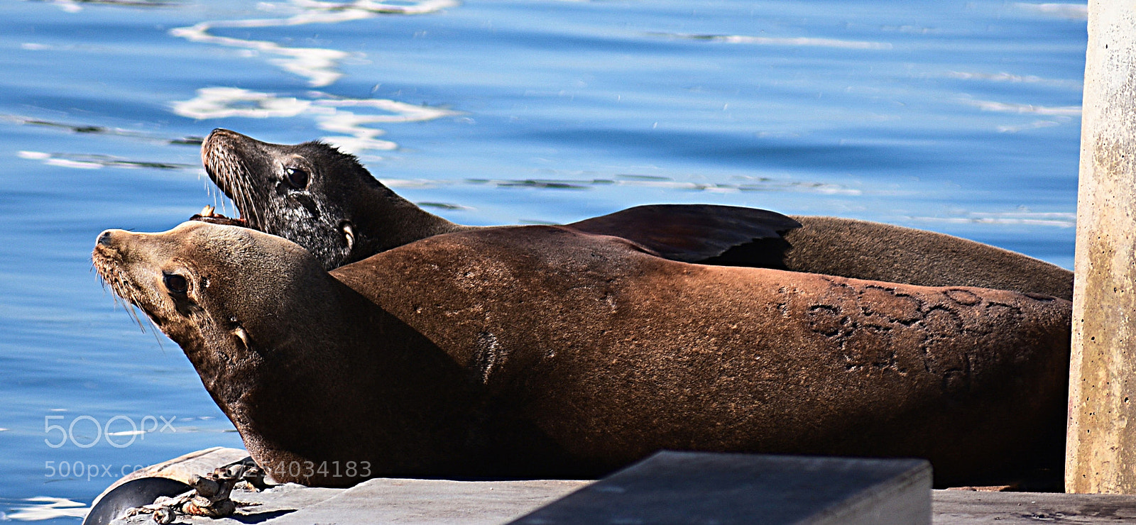 Nikon D7200 sample photo. Seals sunbathing on the photography
