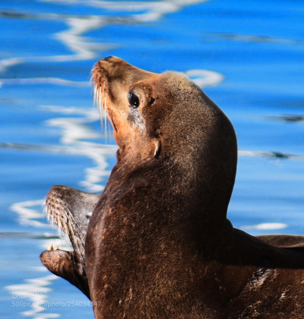 Nikon D7200 sample photo. Seals sunbathing at marina photography