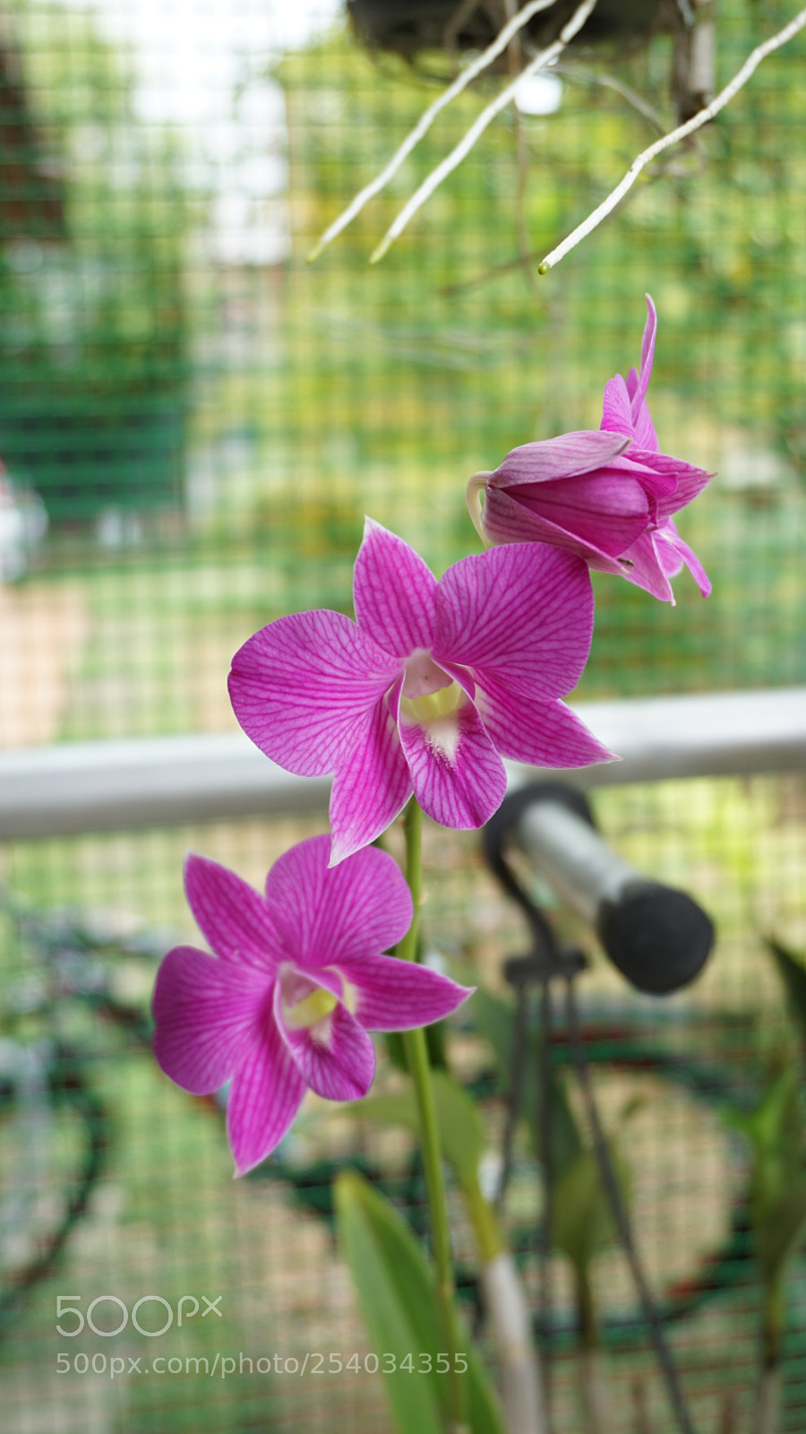Sony E 16-50mm F3.5-5.6 PZ OSS sample photo. Three little sisters photography