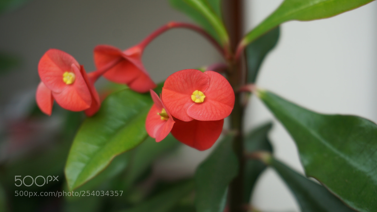 Sony a6000 sample photo. Red flowers photography