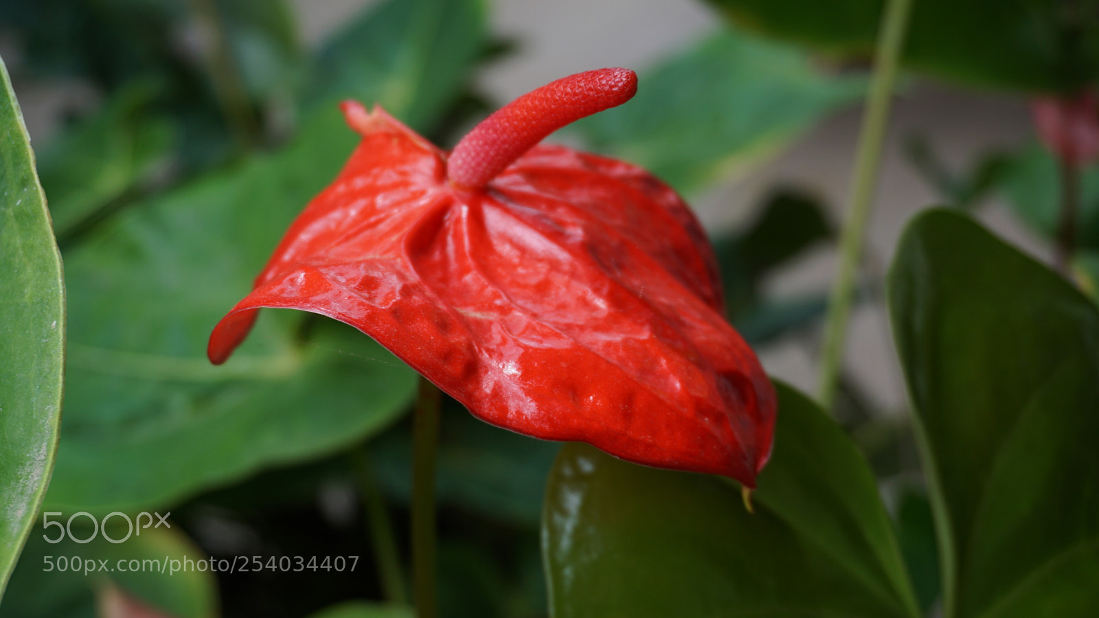 Sony a6000 sample photo. Anthurium flower photography