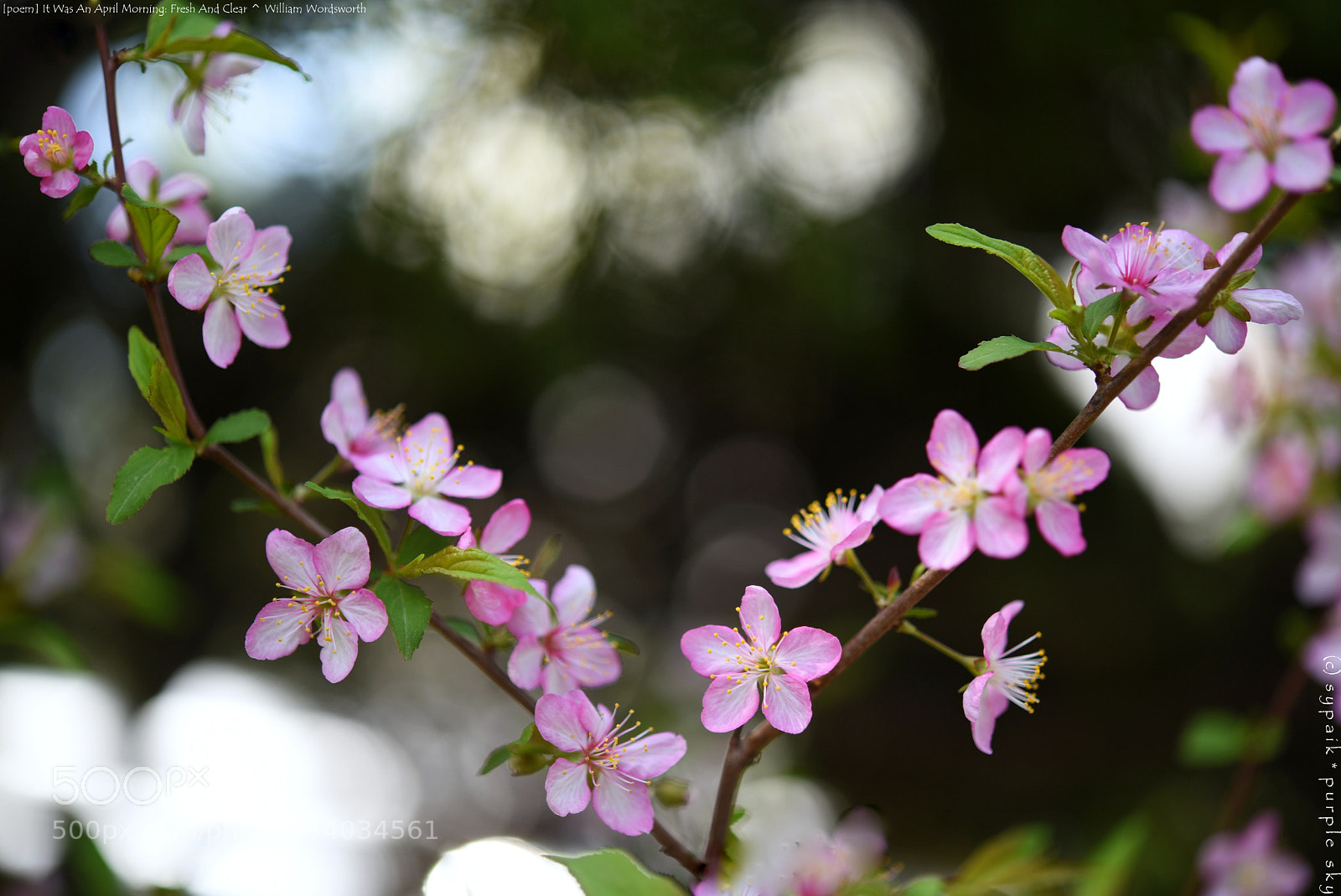 Nikon AF-S Micro-Nikkor 60mm F2.8G ED sample photo. It was an april photography