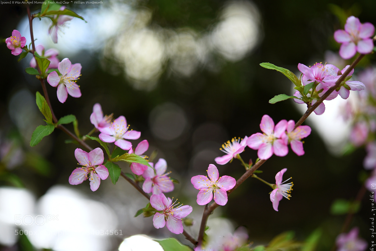 Nikon D750 + Nikon AF-S Micro-Nikkor 60mm F2.8G ED sample photo. It was an april photography