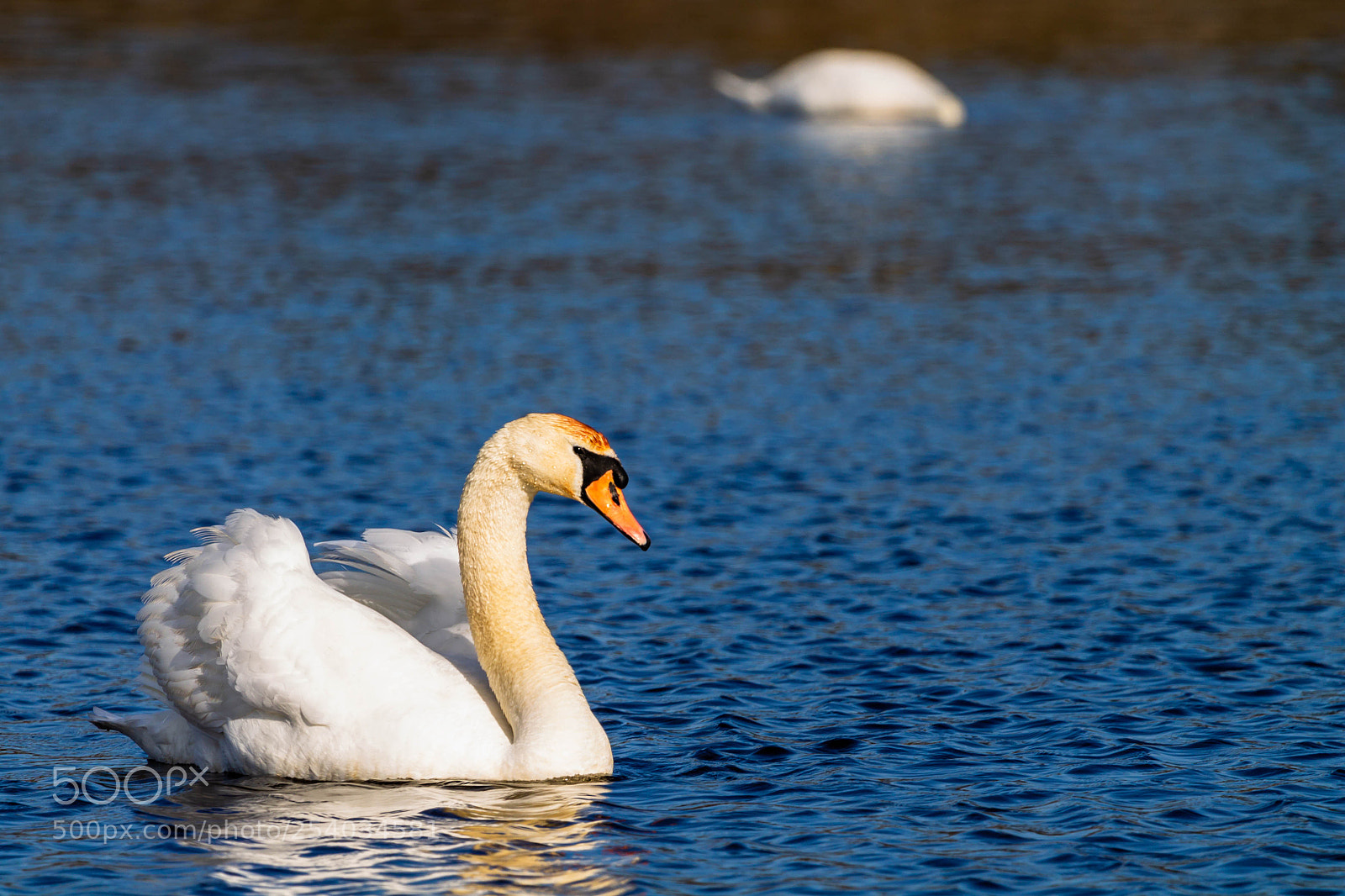 Canon EOS 1100D (EOS Rebel T3 / EOS Kiss X50) sample photo. Swans of swimming photography