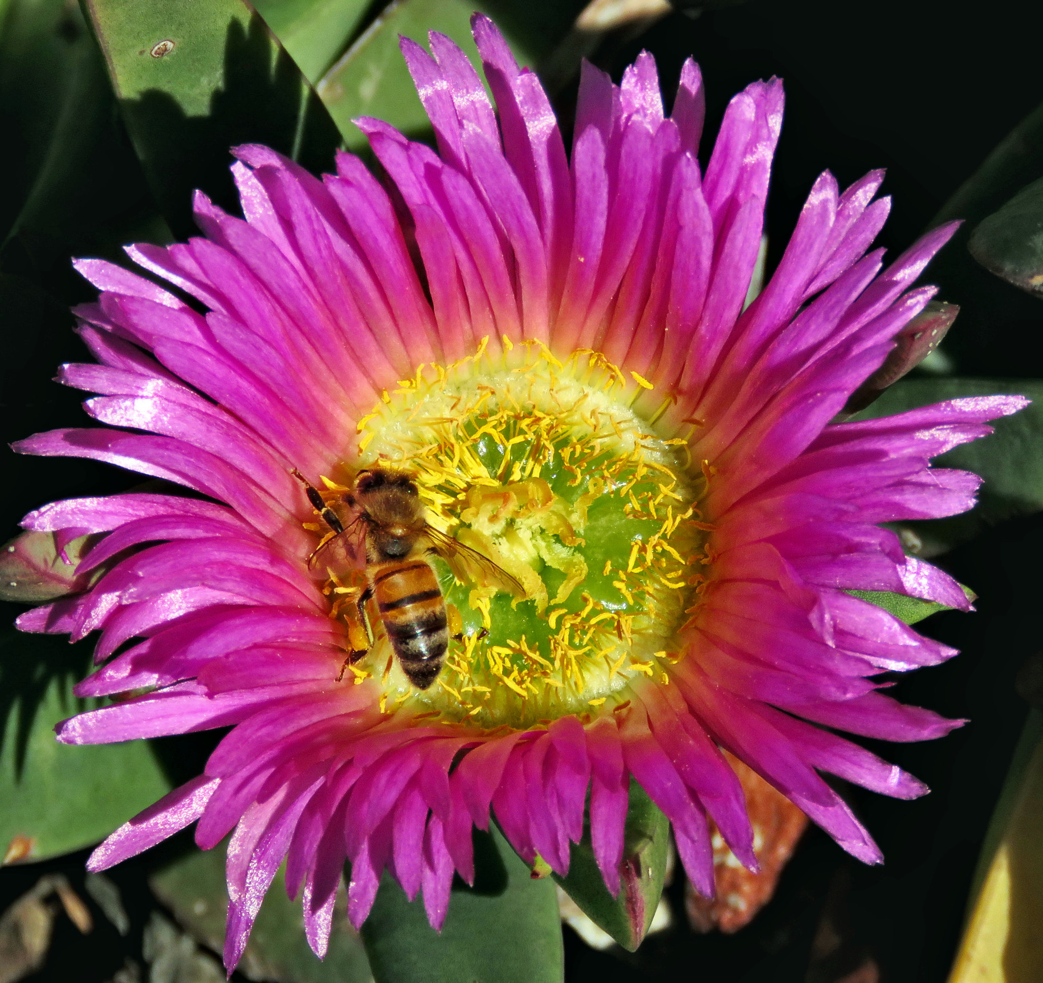 Canon PowerShot SX60 HS + 3.8 - 247.0 mm sample photo. Bee enjoying a purple dandelion photography