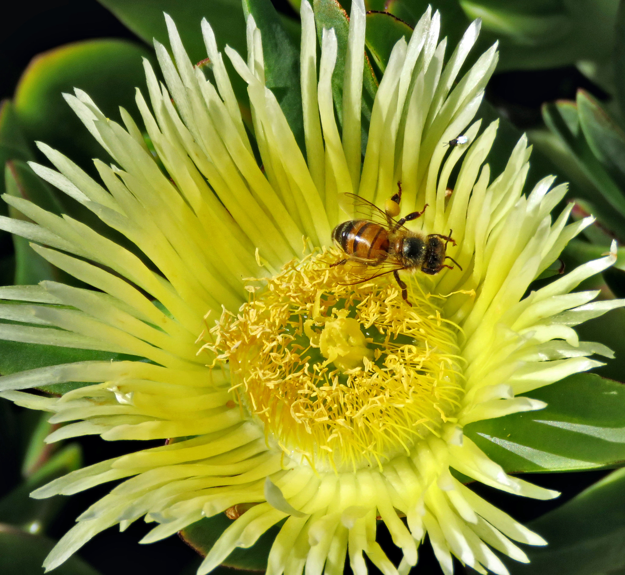 Canon PowerShot SX60 HS + 3.8 - 247.0 mm sample photo. Bee enjoying a yellow dandelion photography