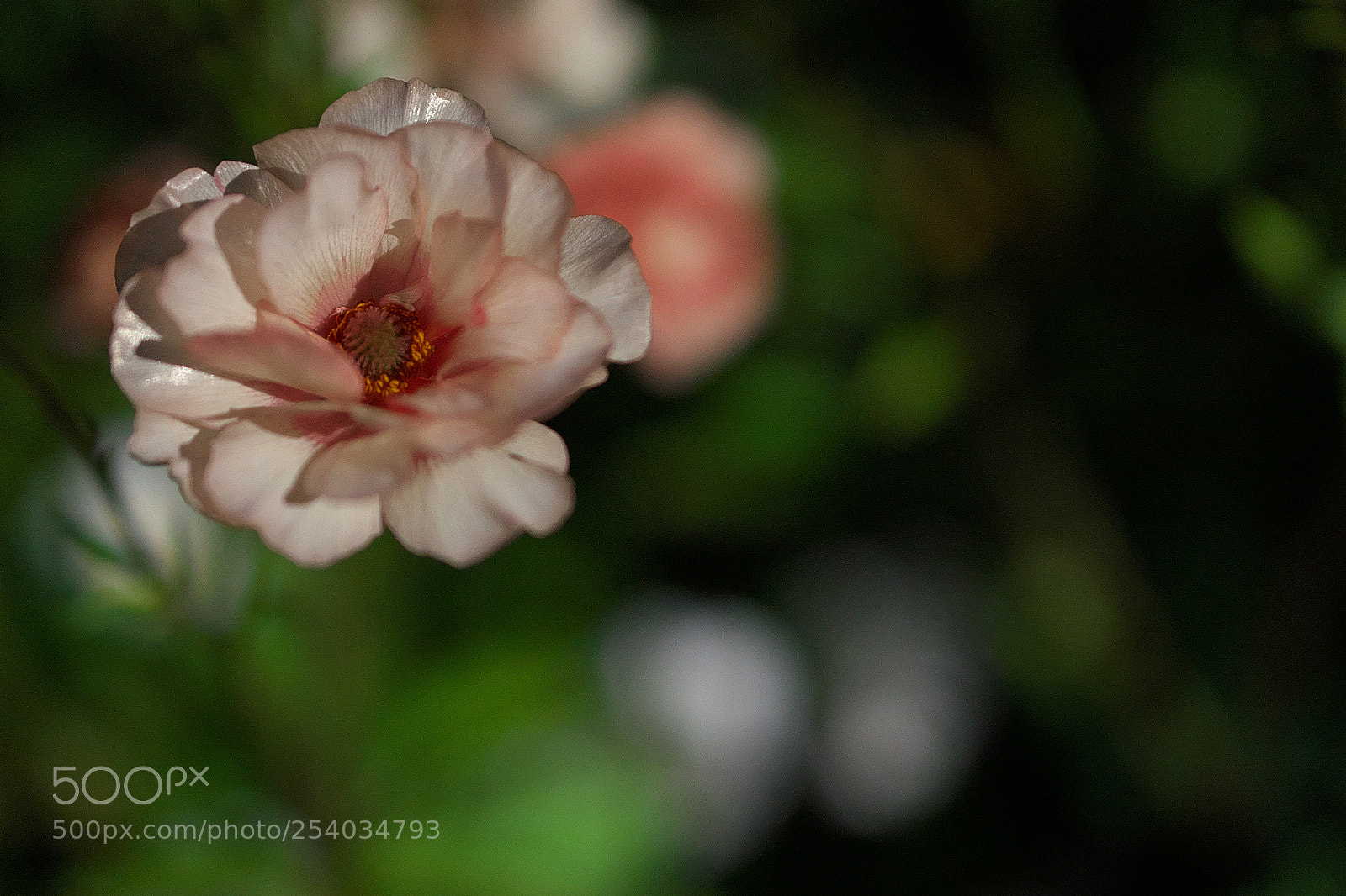 Sony a7 sample photo. Flowers photography