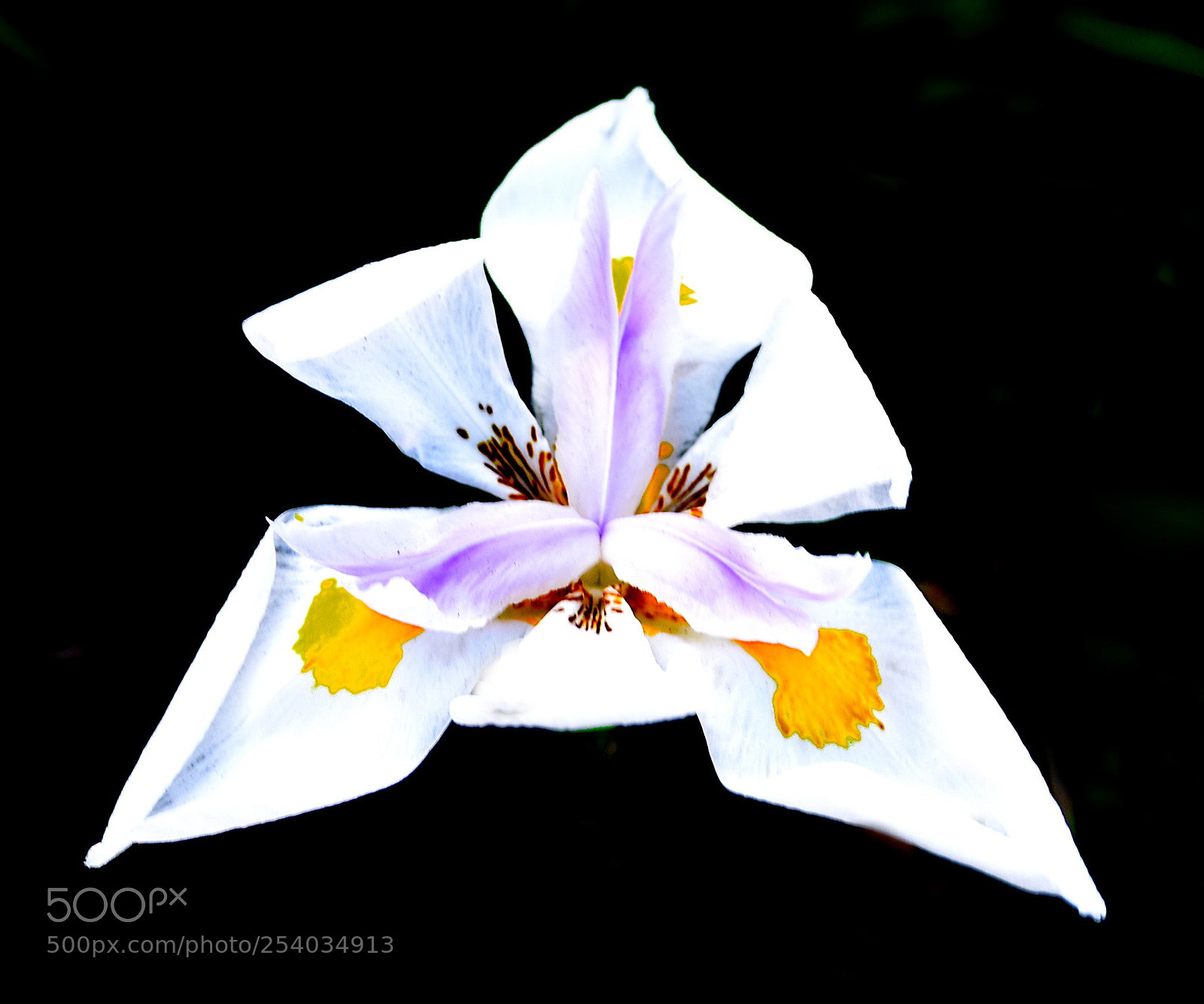 Nikon D7200 sample photo. A white iris flower photography
