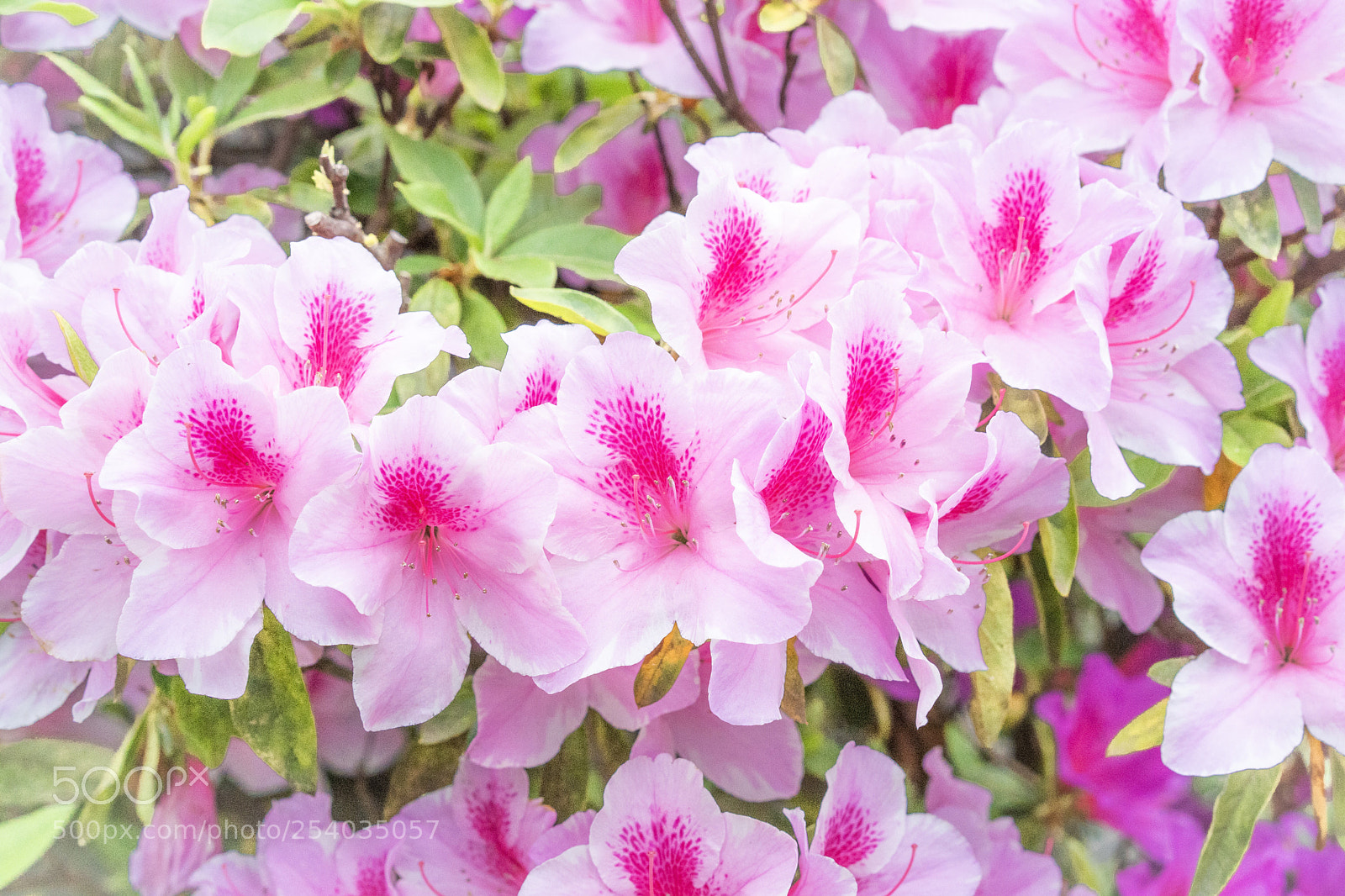 Sony a7 III sample photo. Pink and pink flowers photography