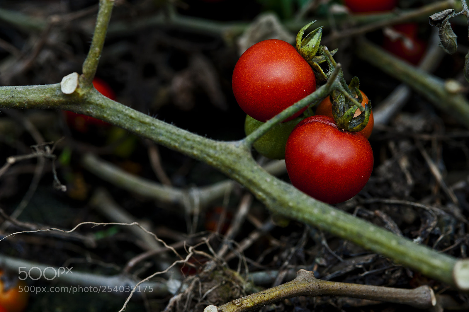 Nikon D700 sample photo. Small tomatoes photography