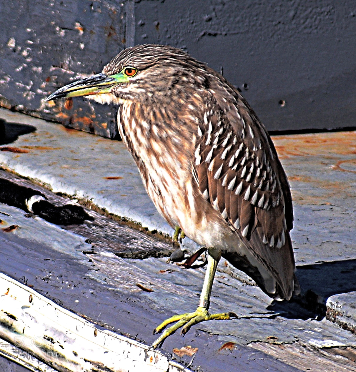 Nikon D7200 sample photo. Brown seabird watching the photography