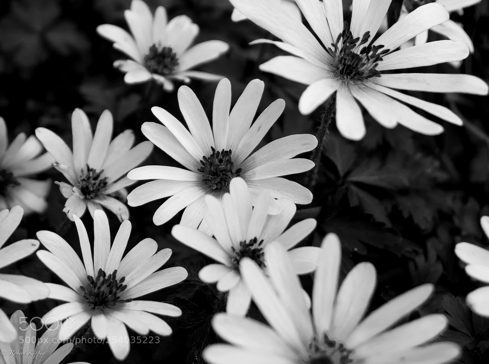 Olympus OM-D E-M1 sample photo. Flower photography