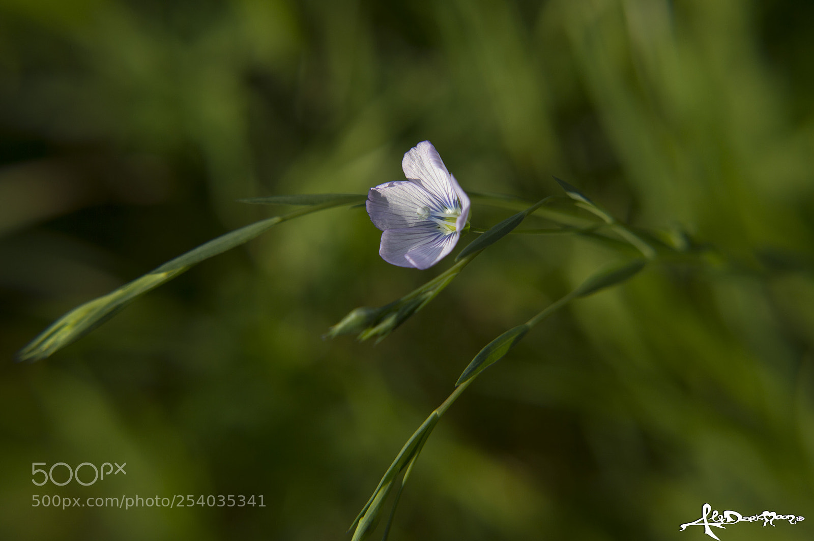 Nikon D3200 sample photo. Simpleness photography