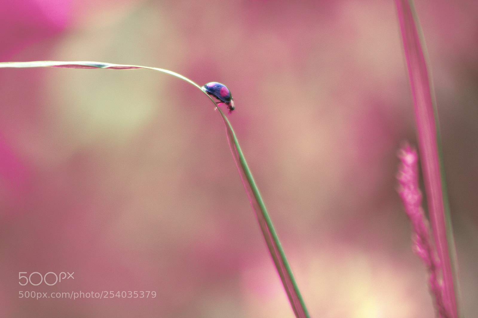 Canon EOS 60D sample photo. Ladybug photography