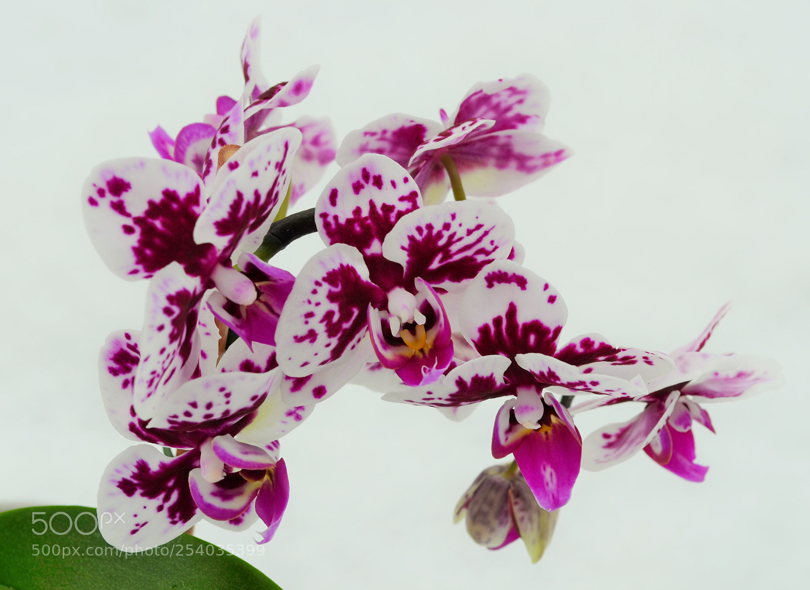 Nikon D5100 sample photo. Orchid - Орхидея photography