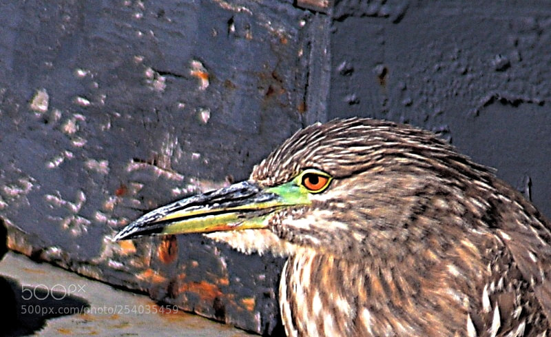 Nikon D7200 sample photo. A brown seabird portrait photography