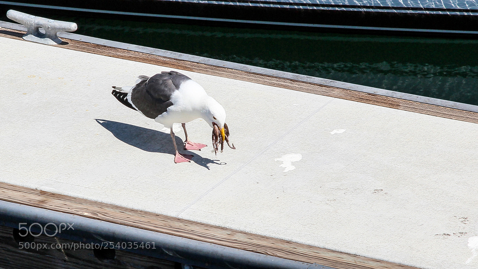 Canon EOS 600D (Rebel EOS T3i / EOS Kiss X5) sample photo. Gull loves calamari photography
