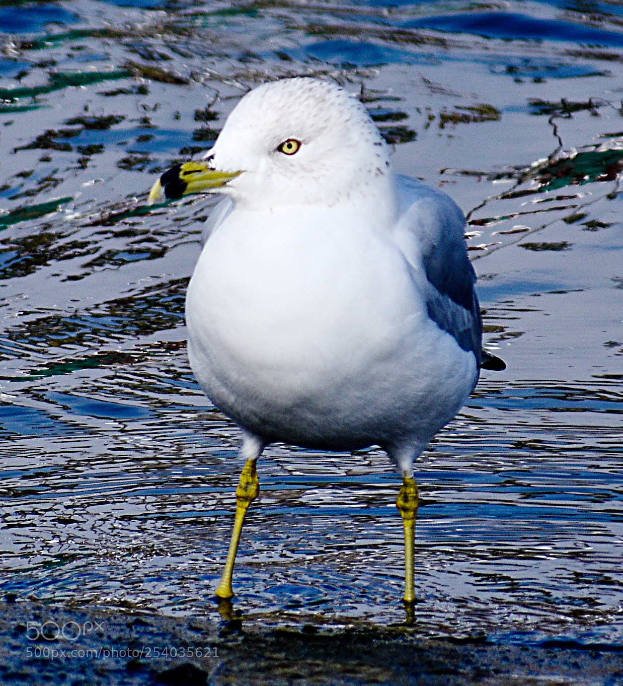 Nikon D7200 sample photo. A baby seagull on photography