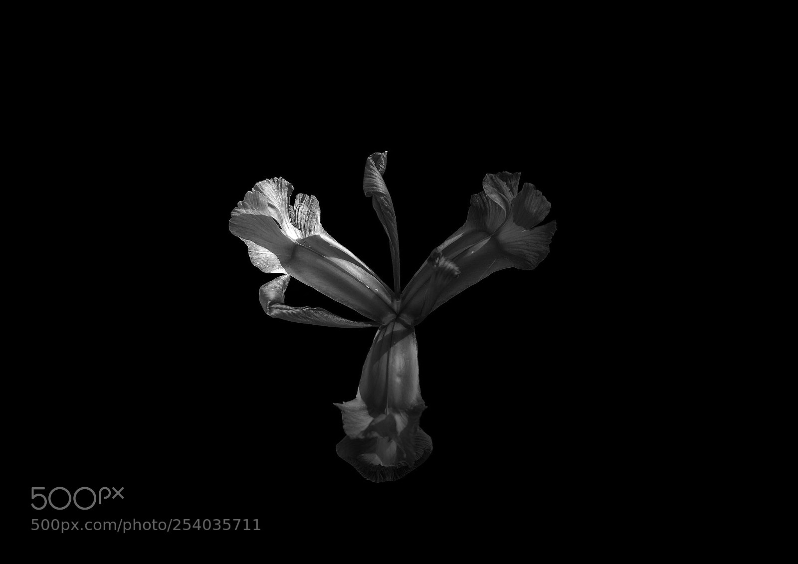 Nikon D5100 sample photo. Alone photography